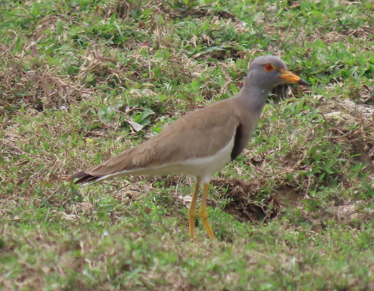 Gray-headed Lapwing - Paul Aston