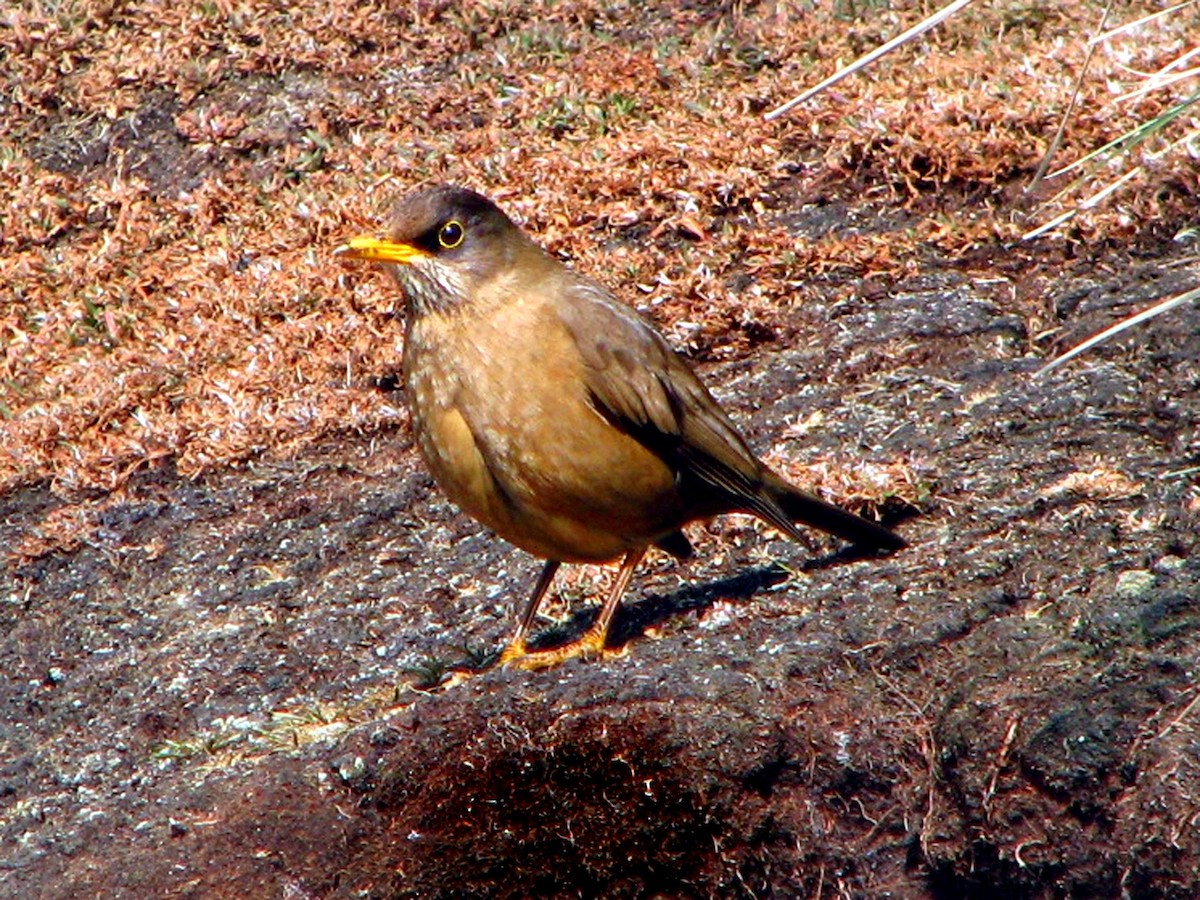 Austral Thrush (Falkland) - ML615660855