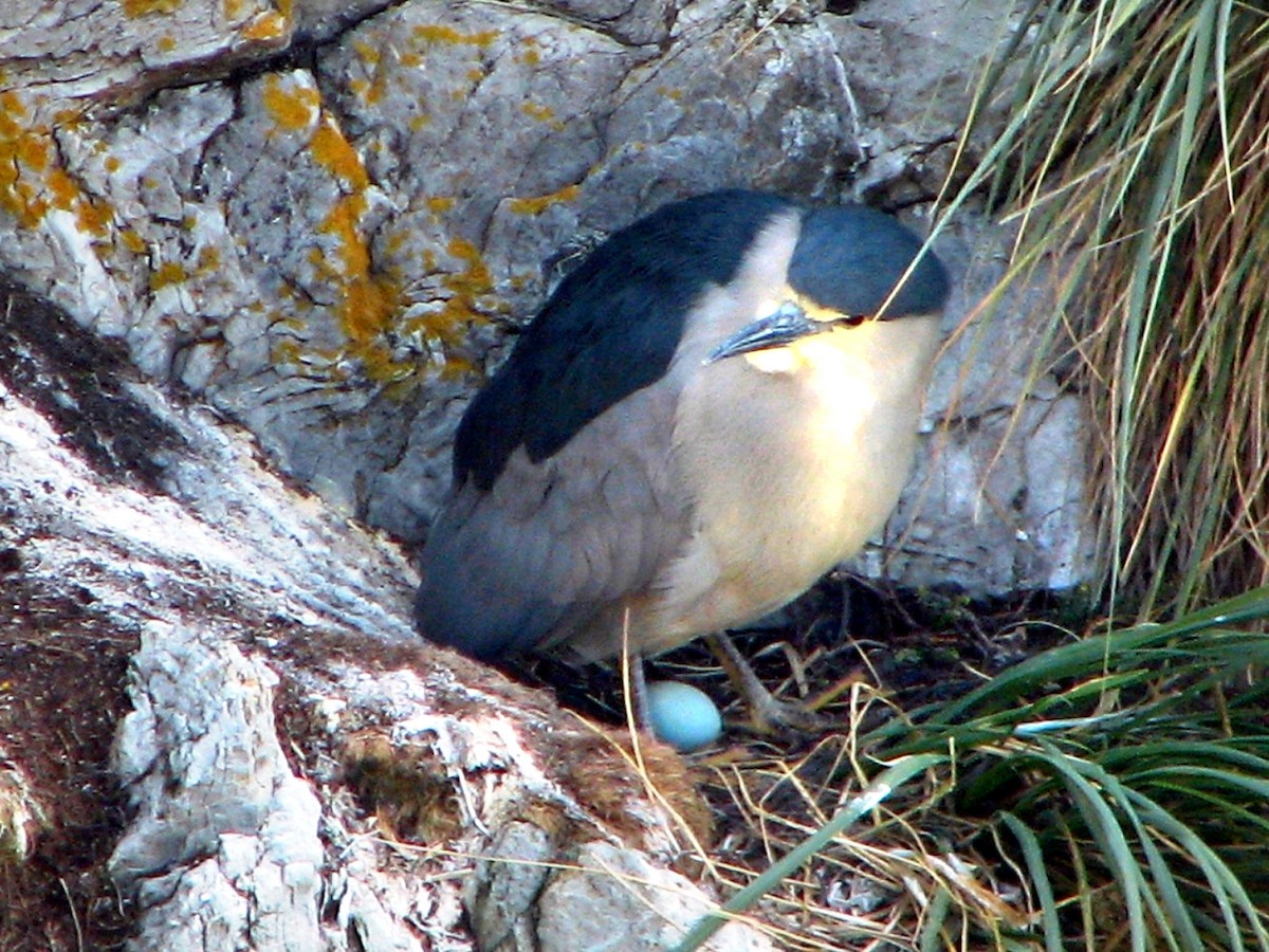 Black-crowned Night Heron - Russell Scott