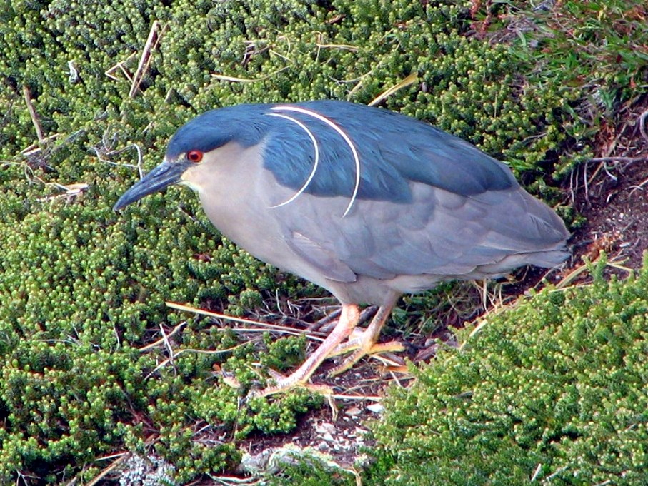 Black-crowned Night Heron - Russell Scott