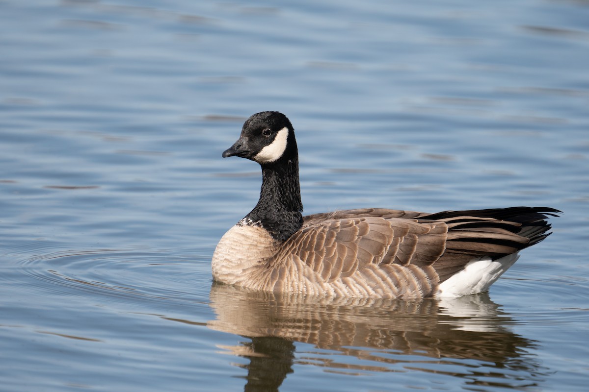 Cackling Goose - Yvonne Wright