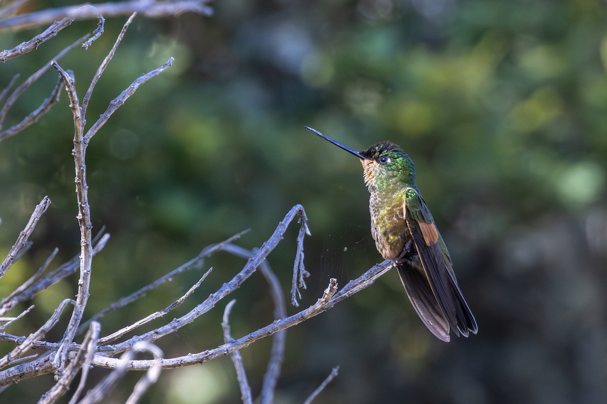 Perijákolibri - ML615660973