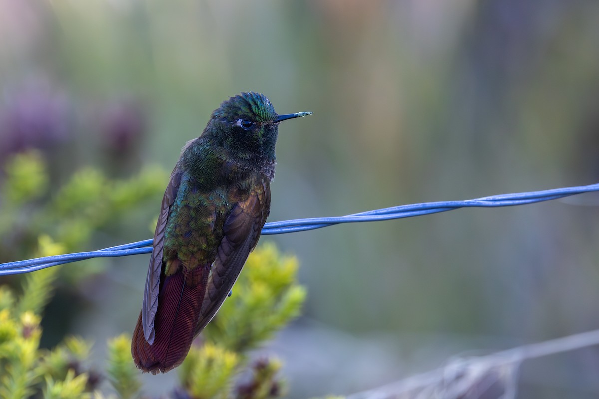 kolibřík perijský - ML615660998