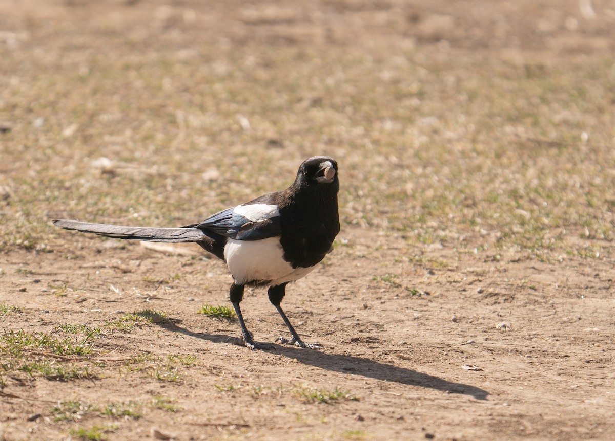 Black-billed Magpie - Yvonne Wright