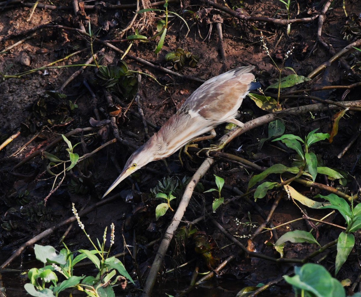 Yellow Bittern - ML615661075