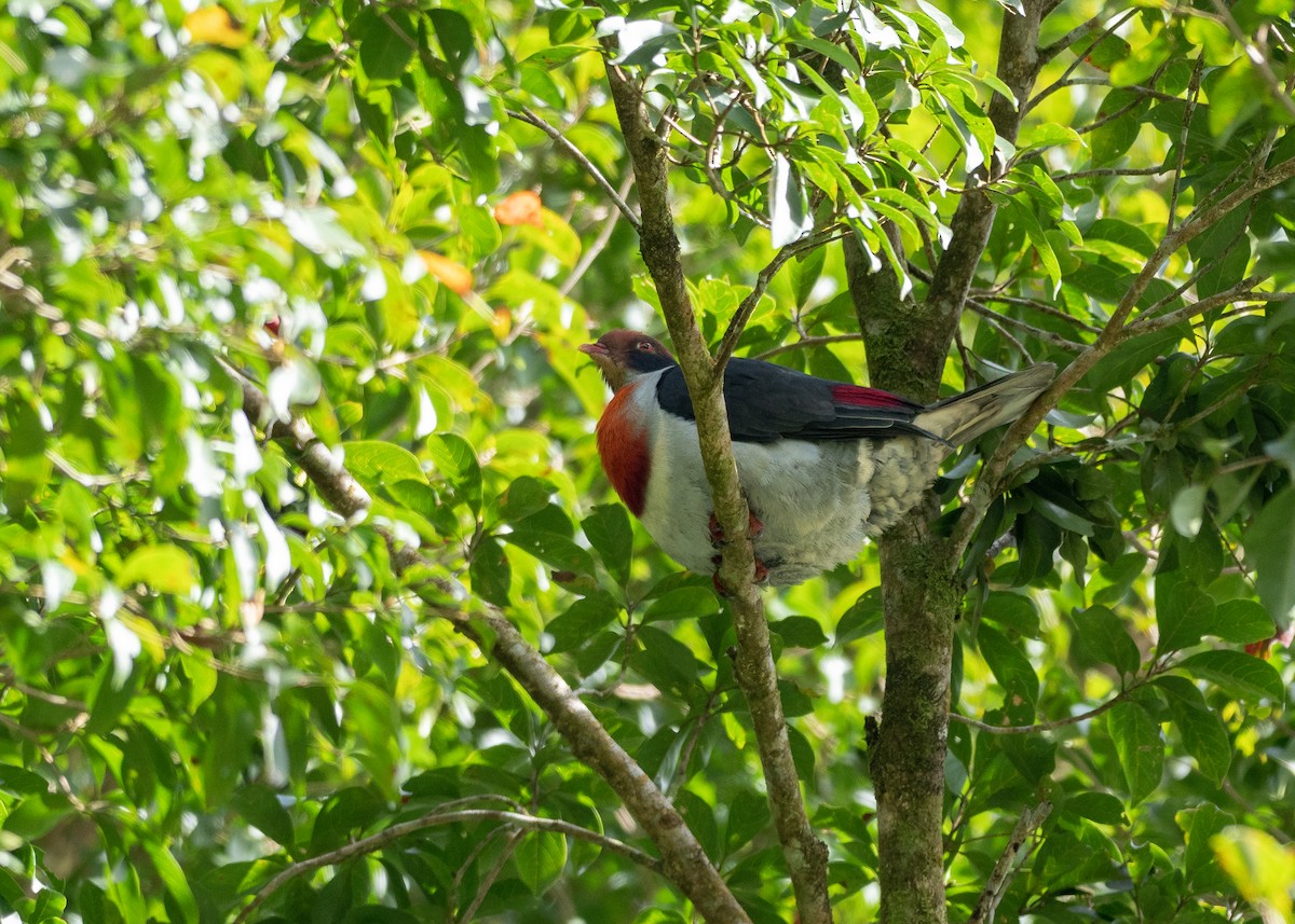 Flame-breasted Fruit-Dove - Doug Whitman