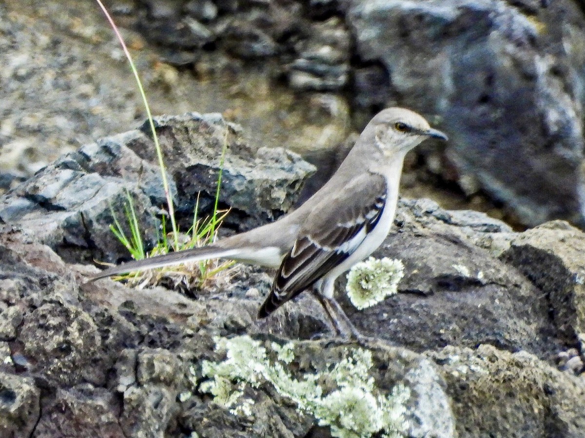 Northern Mockingbird - Ron Pozzi