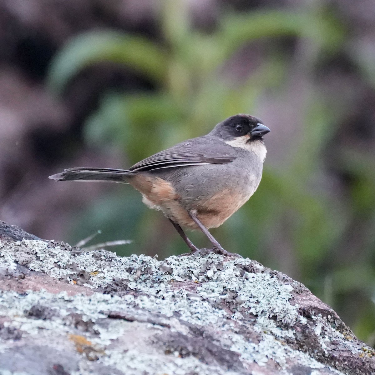 Rusty-bellied Brushfinch - ML615661158