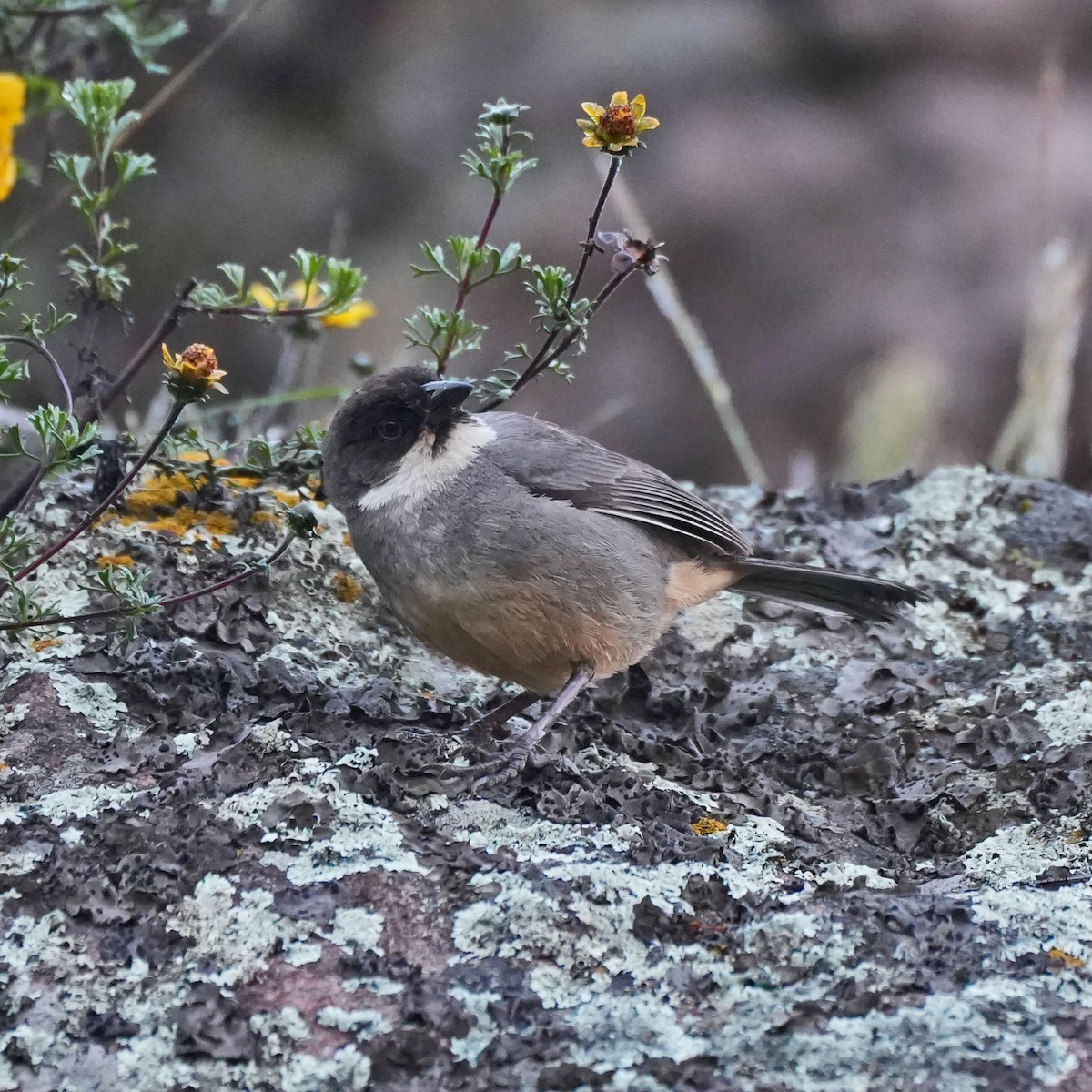 Rusty-bellied Brushfinch - ML615661160