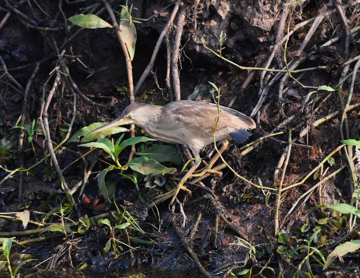 Yellow Bittern - ML615661163