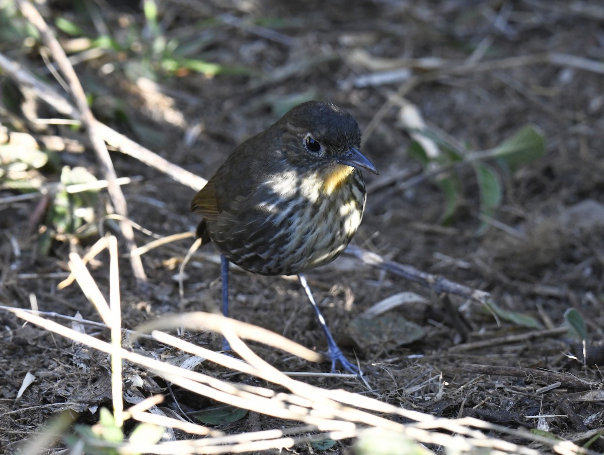 Santa Marta Antpitta - ML615661166