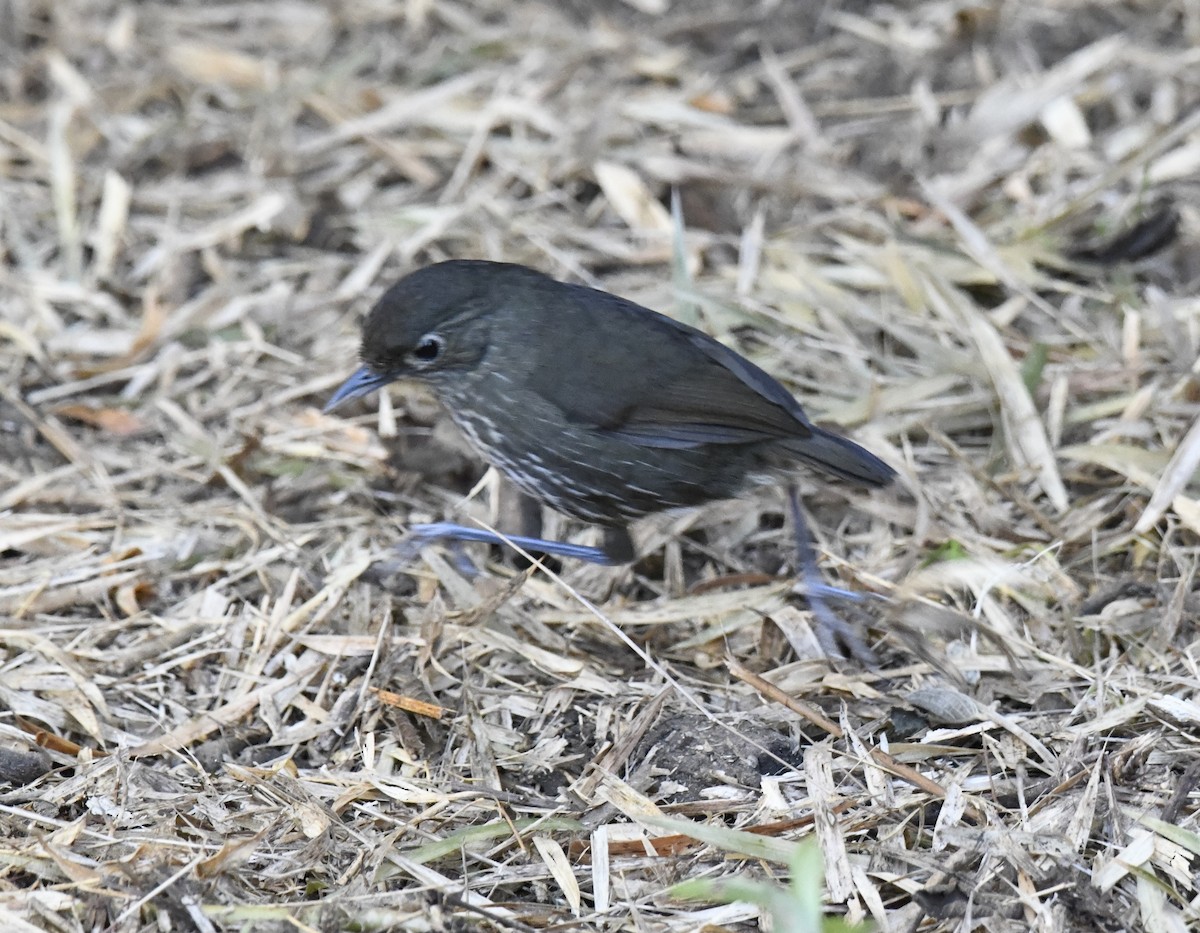 Santa Marta Antpitta - ML615661173