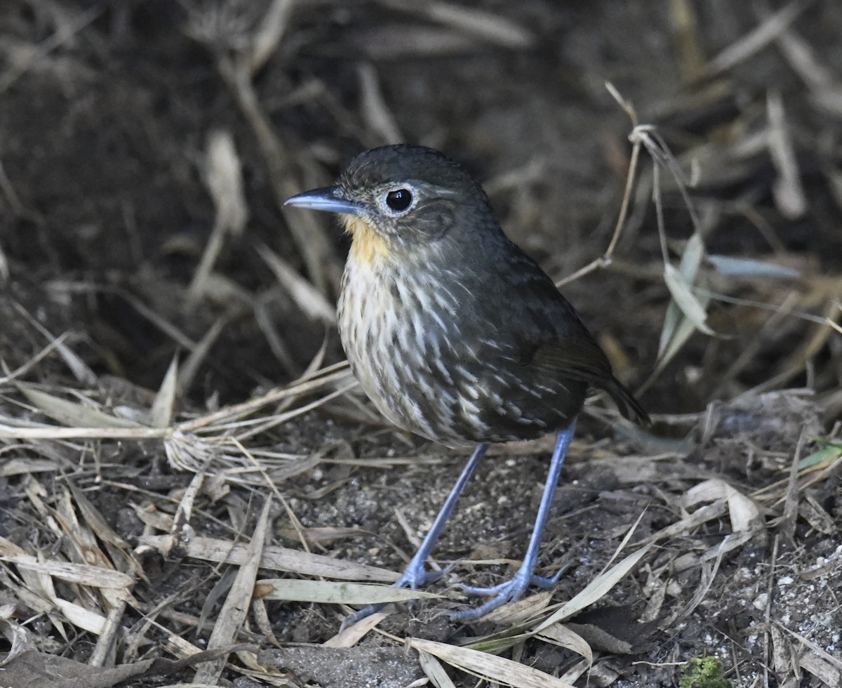 Santa Marta Antpitta - Zachary Peterson