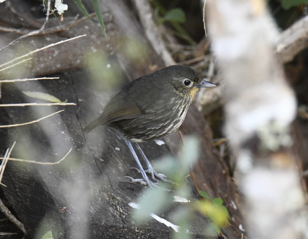 Santa Marta Antpitta - Zachary Peterson