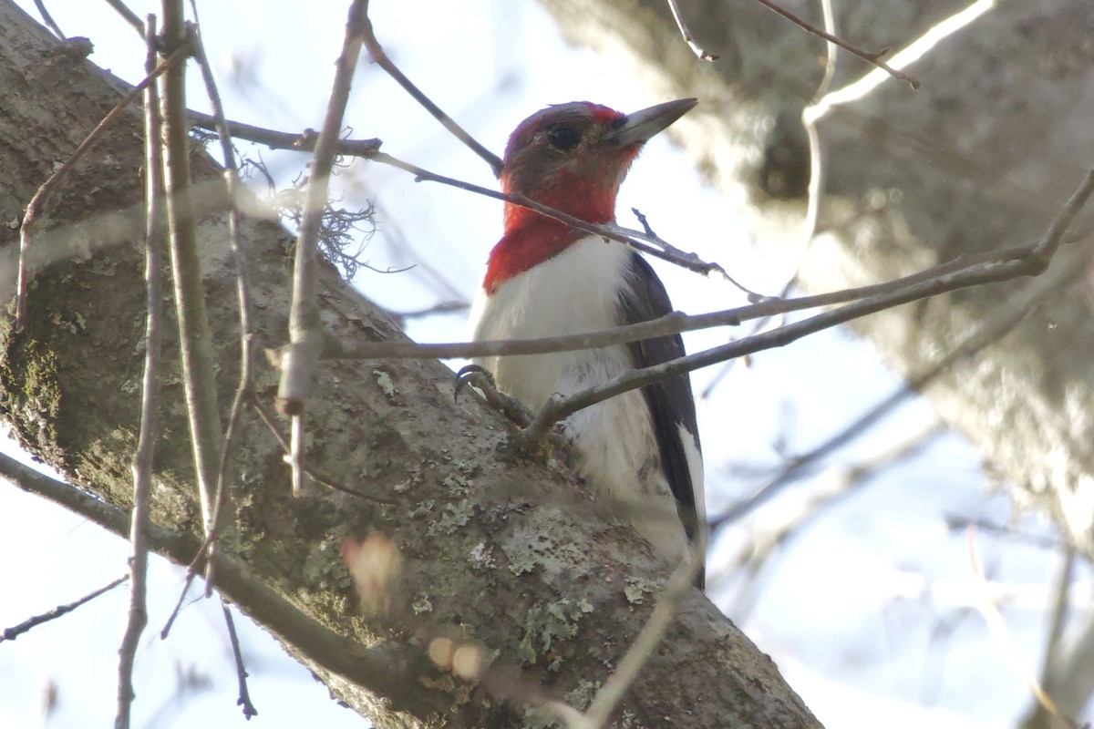 Red-headed Woodpecker - Tibbett Speer