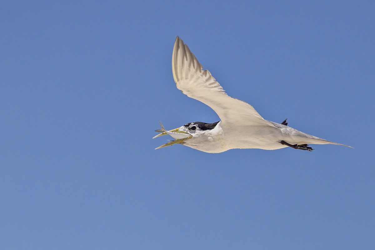 Great Crested Tern - ML615661263