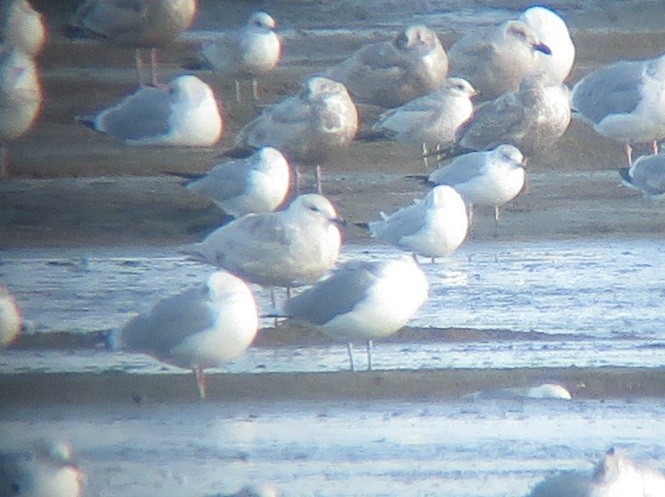 Glaucous x Glaucous-winged Gull (hybrid) - ML615661269