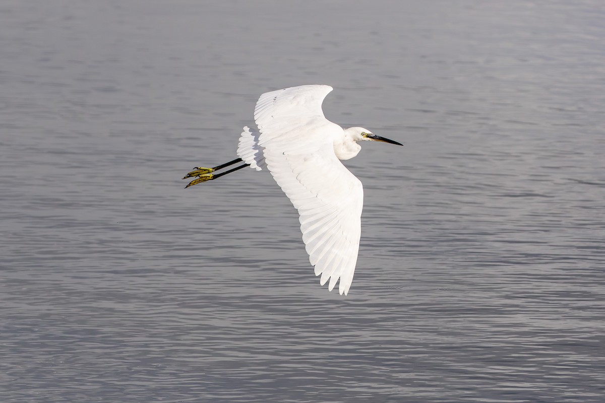 Little Egret - ML615661291