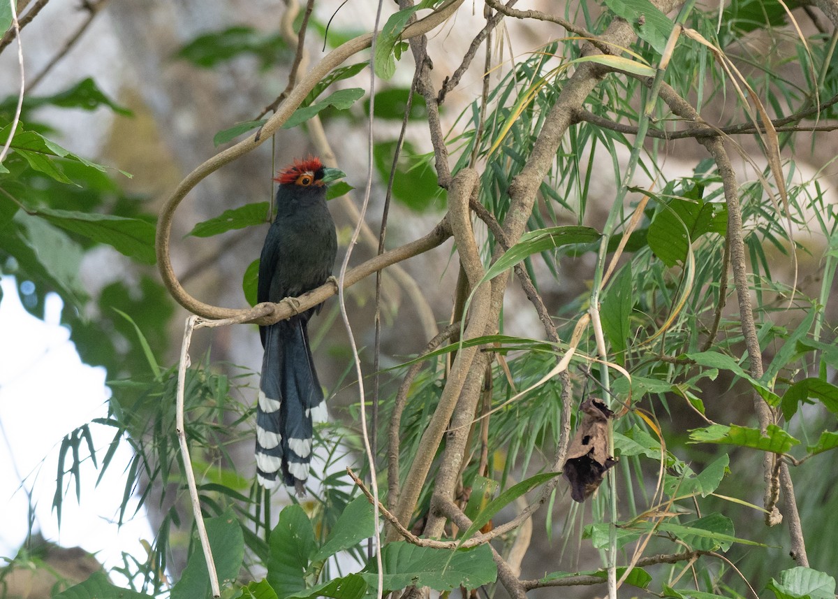 Red-crested Malkoha - Doug Whitman