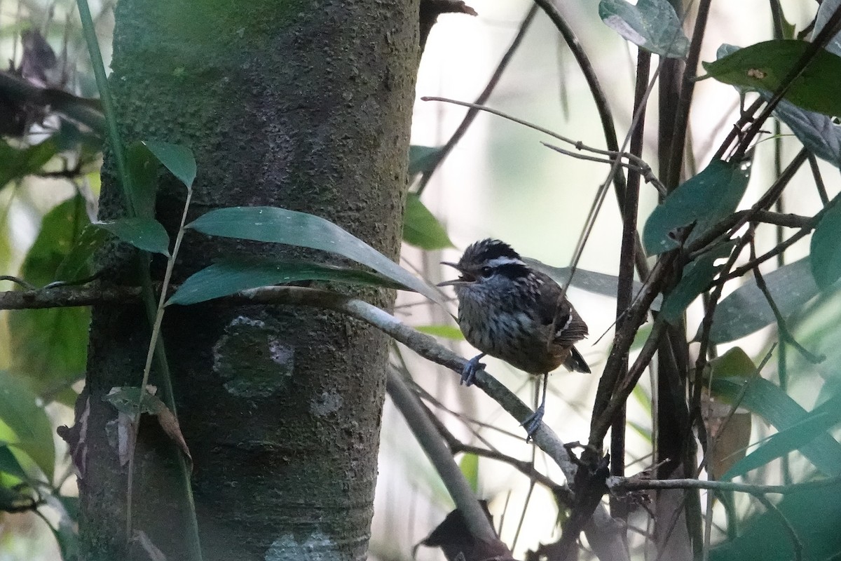 Ochre-rumped Antbird - ML615661354