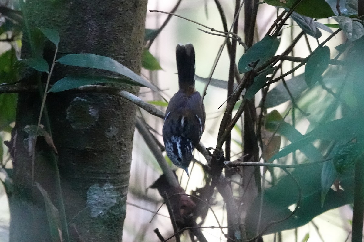 Ochre-rumped Antbird - ML615661357