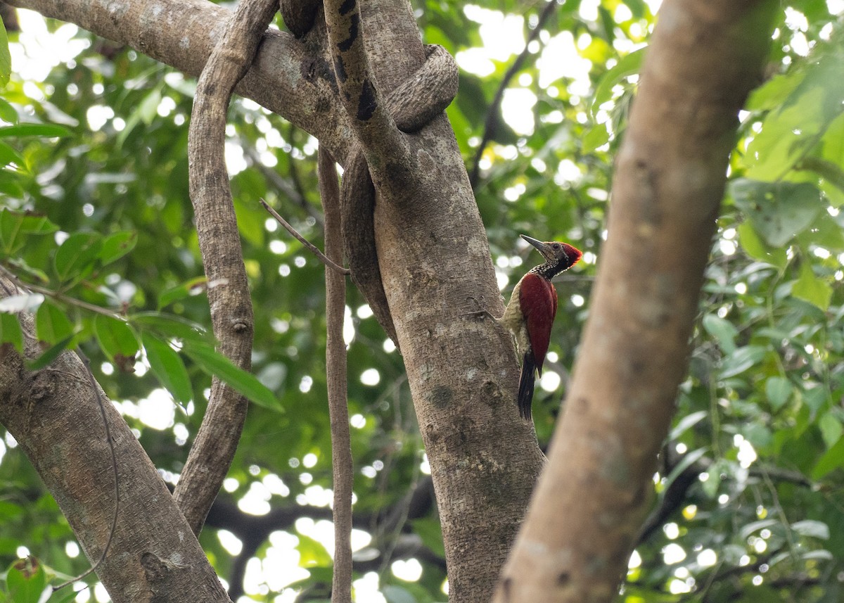 Luzon Flameback - Doug Whitman