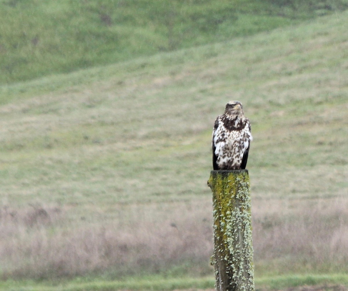 Bald Eagle - ML615661444