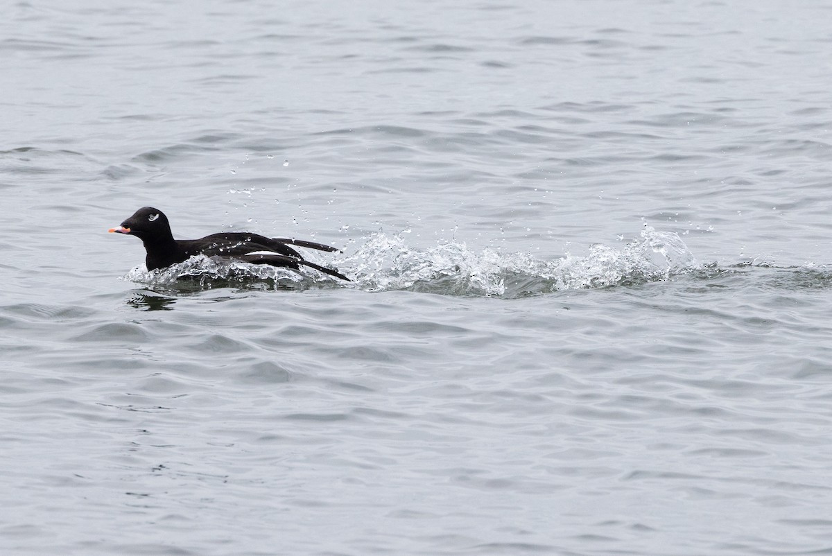 White-winged Scoter - John Reynolds