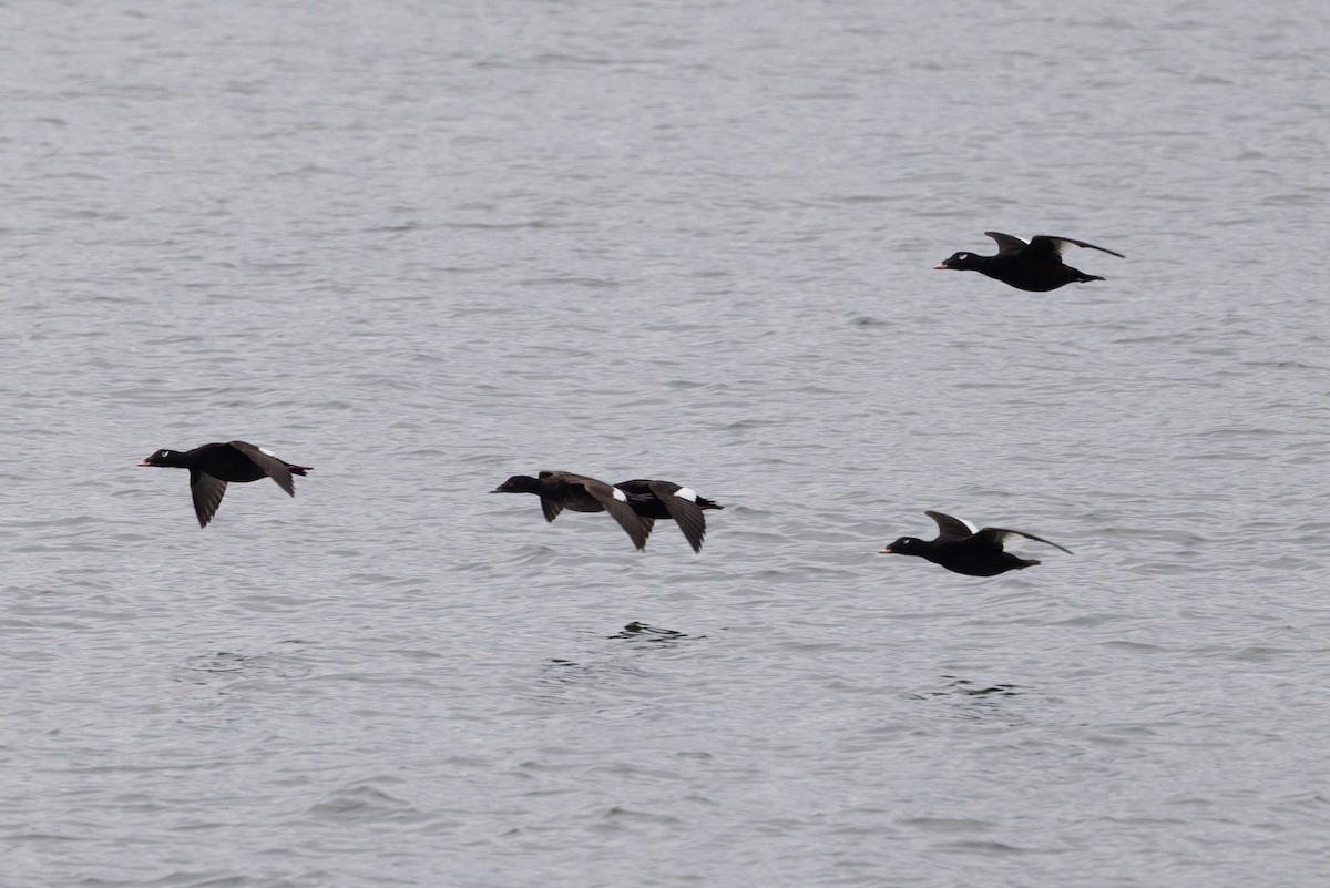 White-winged Scoter - ML615661447