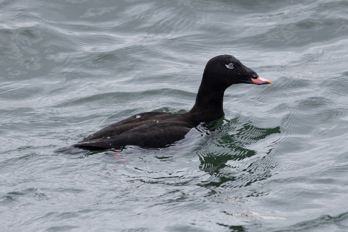 White-winged Scoter - John Reynolds