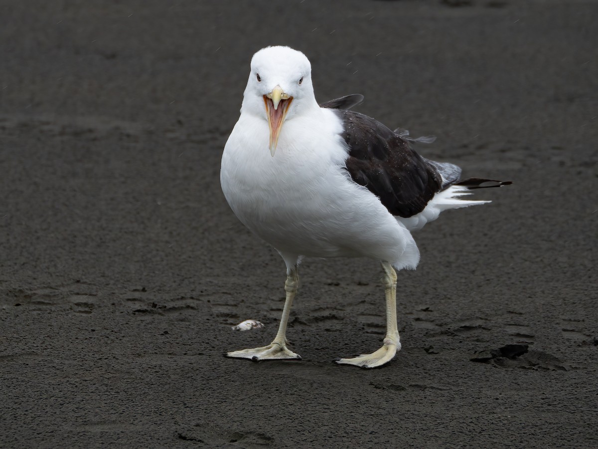 Gaviota Cocinera (dominicanus) - ML615661462