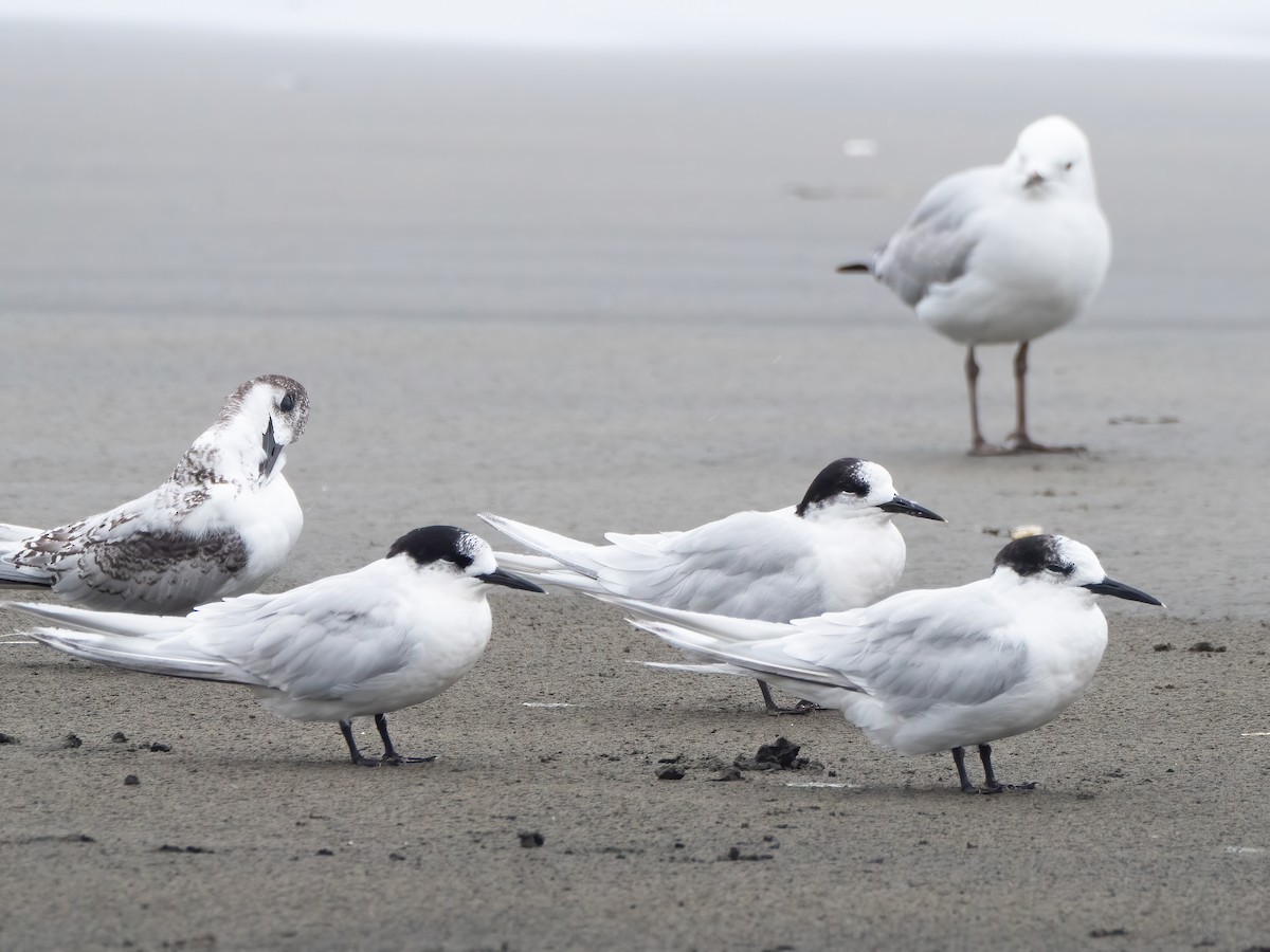 White-fronted Tern - ML615661468