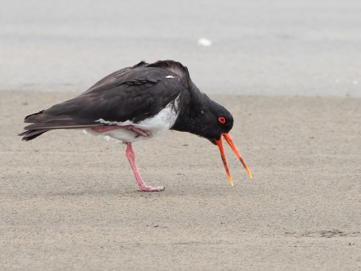 Variable Oystercatcher - ML615661477