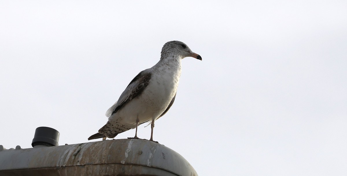 Ring-billed Gull - ML615661485