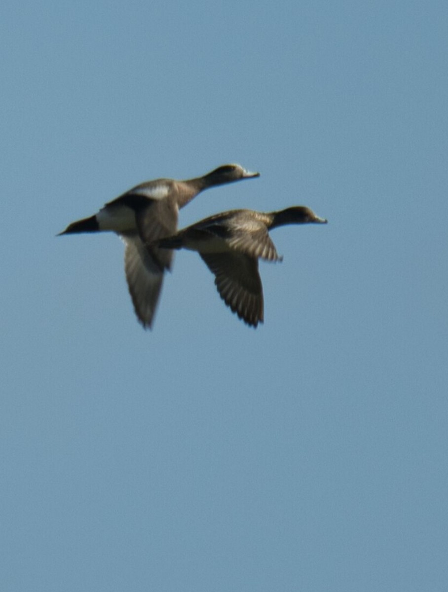 American Wigeon - ML615661557