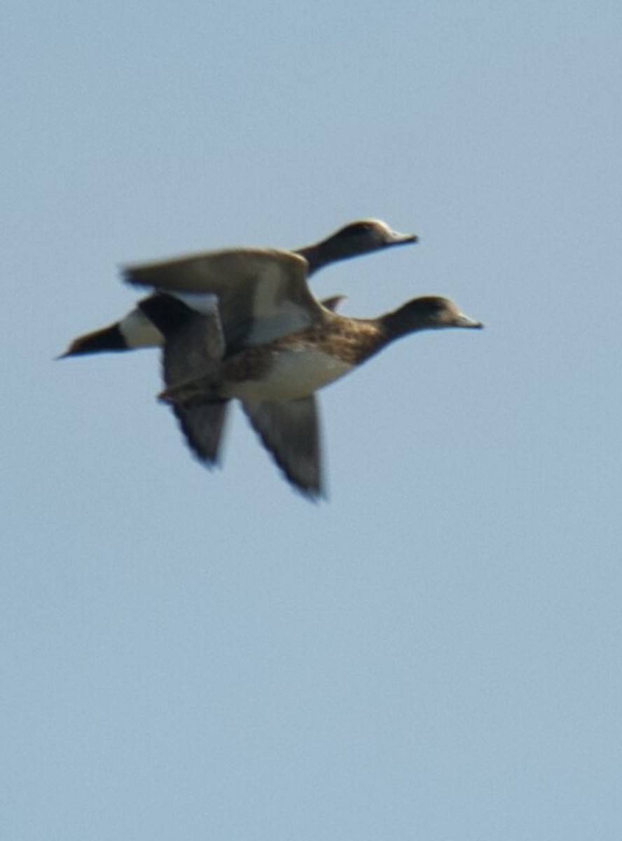 American Wigeon - ML615661559