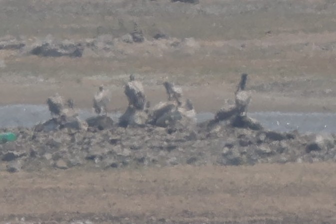 Spot-billed Pelican - ML615661610