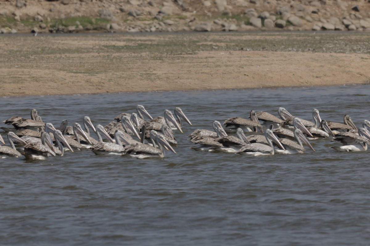 Spot-billed Pelican - Sriram Reddy