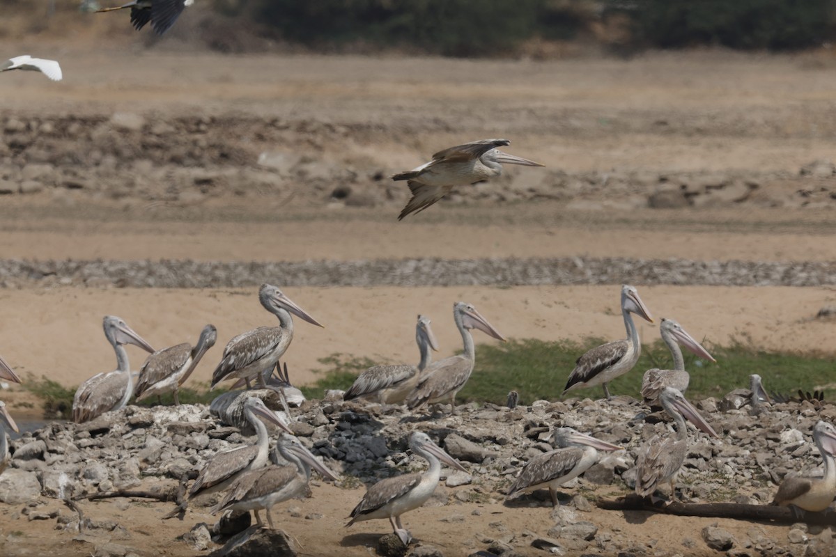 Spot-billed Pelican - Sriram Reddy