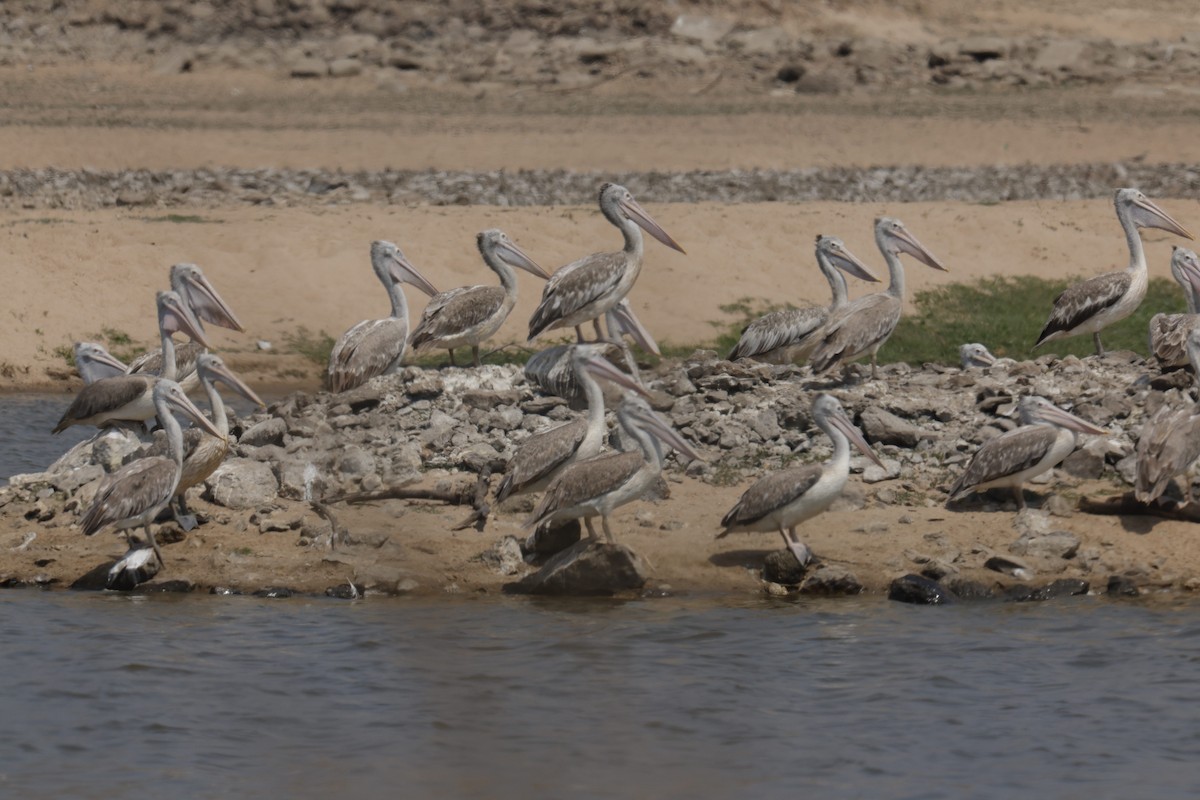 Spot-billed Pelican - Sriram Reddy