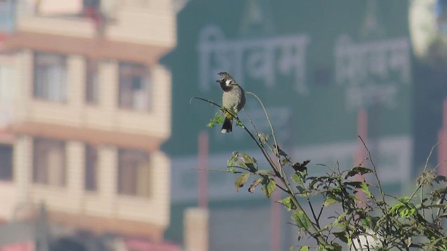 Himalayan Bulbul - ML615661628