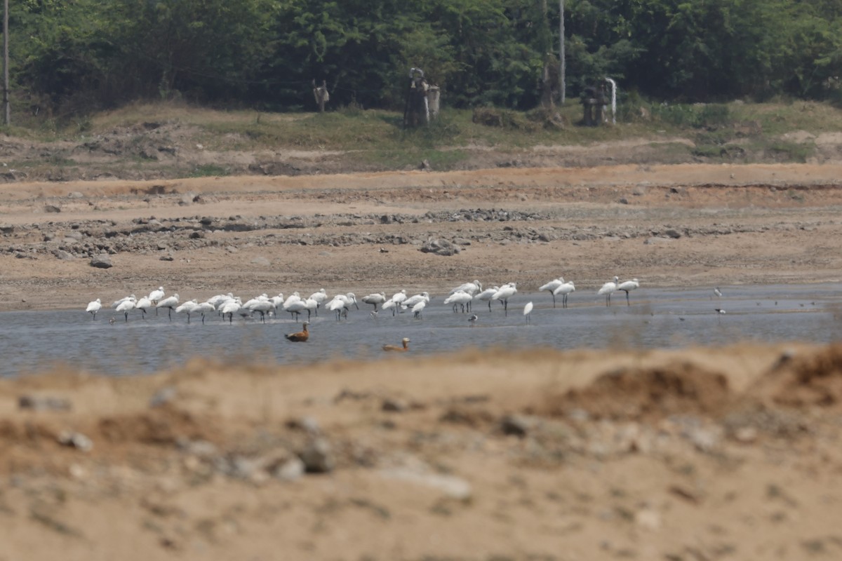 Eurasian Spoonbill - Sriram Reddy