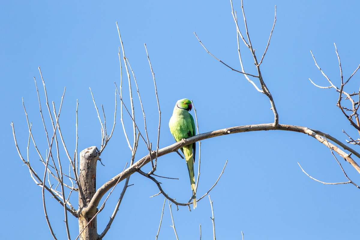 Rose-ringed Parakeet - Tom Baxter