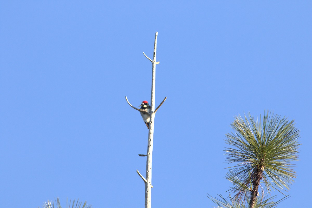 Acorn Woodpecker - ML615661705
