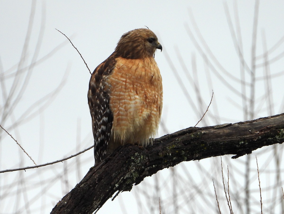 Red-shouldered Hawk - ML615661739