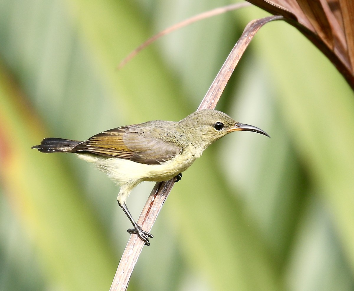 Ornate Sunbird (Ornate) - ML615661742