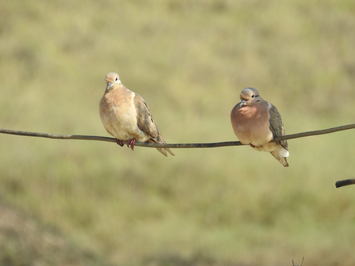 Eared Dove - ML615661759