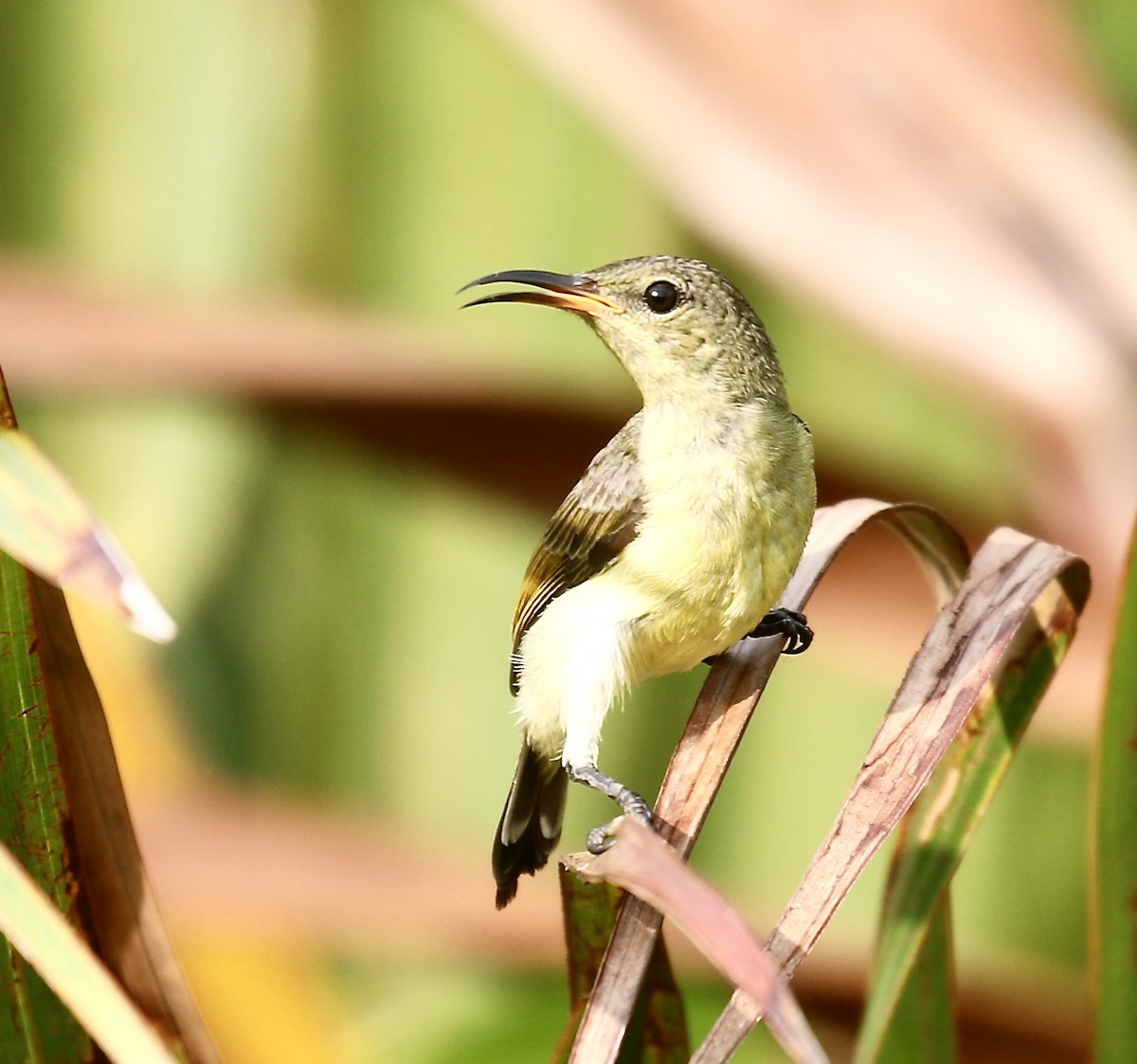 Ornate Sunbird (Ornate) - ML615661760