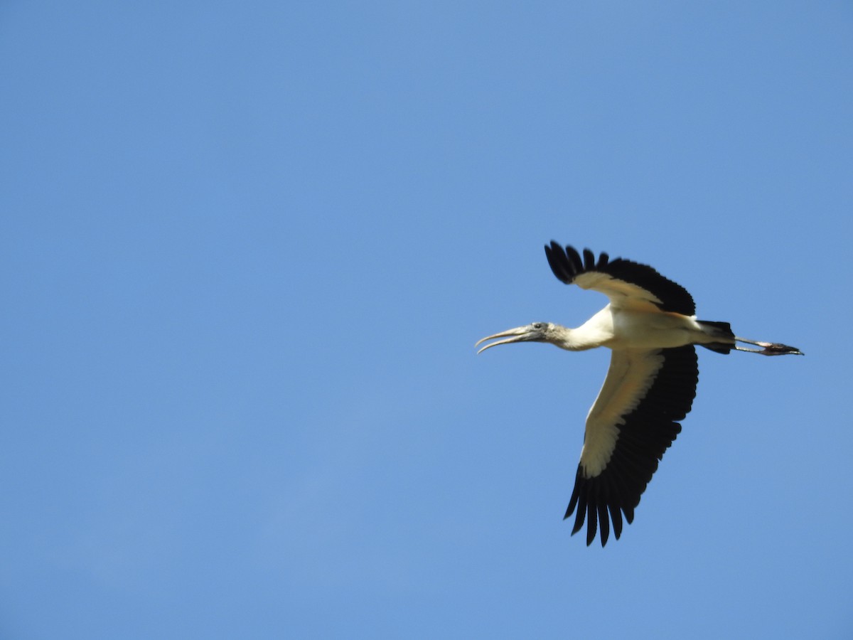 Wood Stork - ML615661789