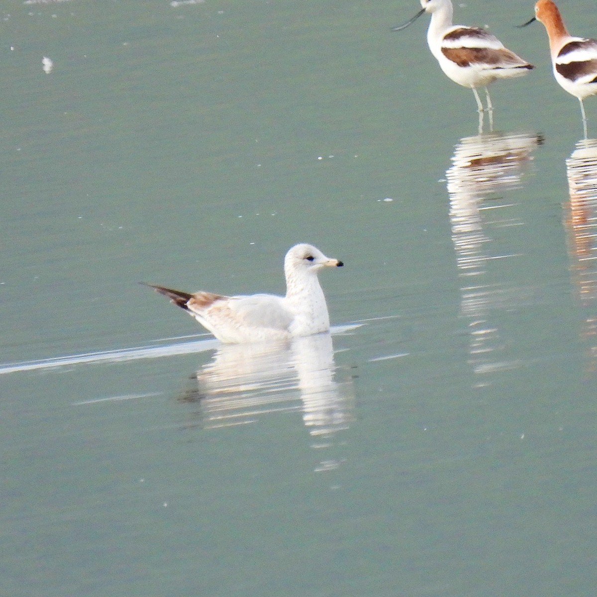 Ring-billed Gull - ML615661799